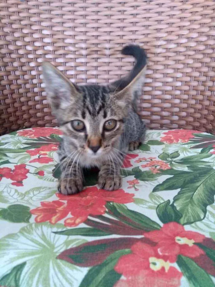 Gato ra a Tigre idade 2 a 6 meses nome Pistis