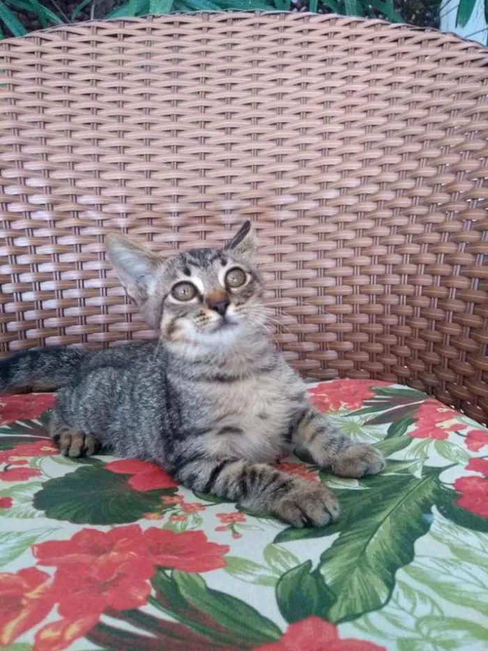 Gato ra a Tigre idade 2 a 6 meses nome Pistis