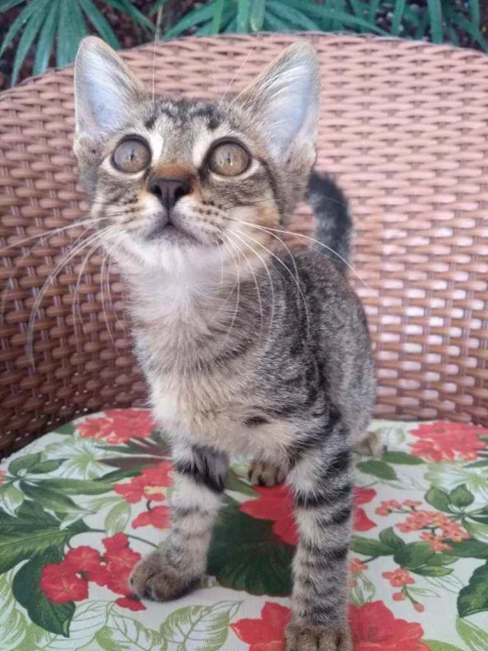 Gato ra a Tigre idade 2 a 6 meses nome Pistis