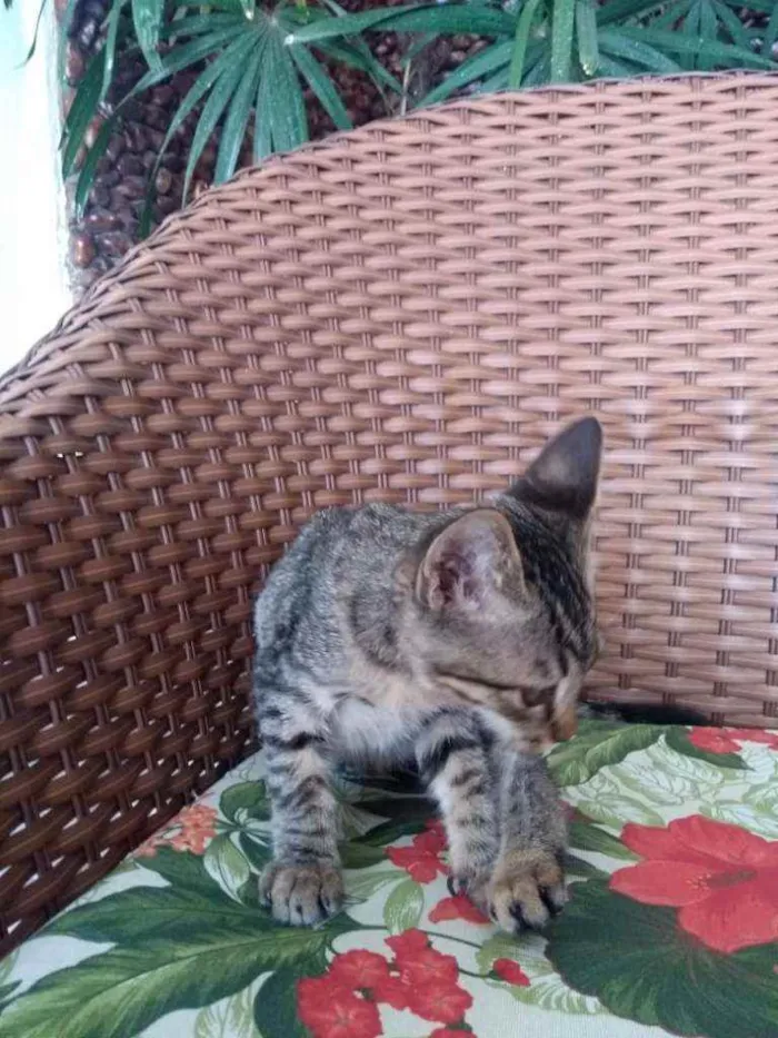 Gato ra a Tigre idade 2 a 6 meses nome Pistis