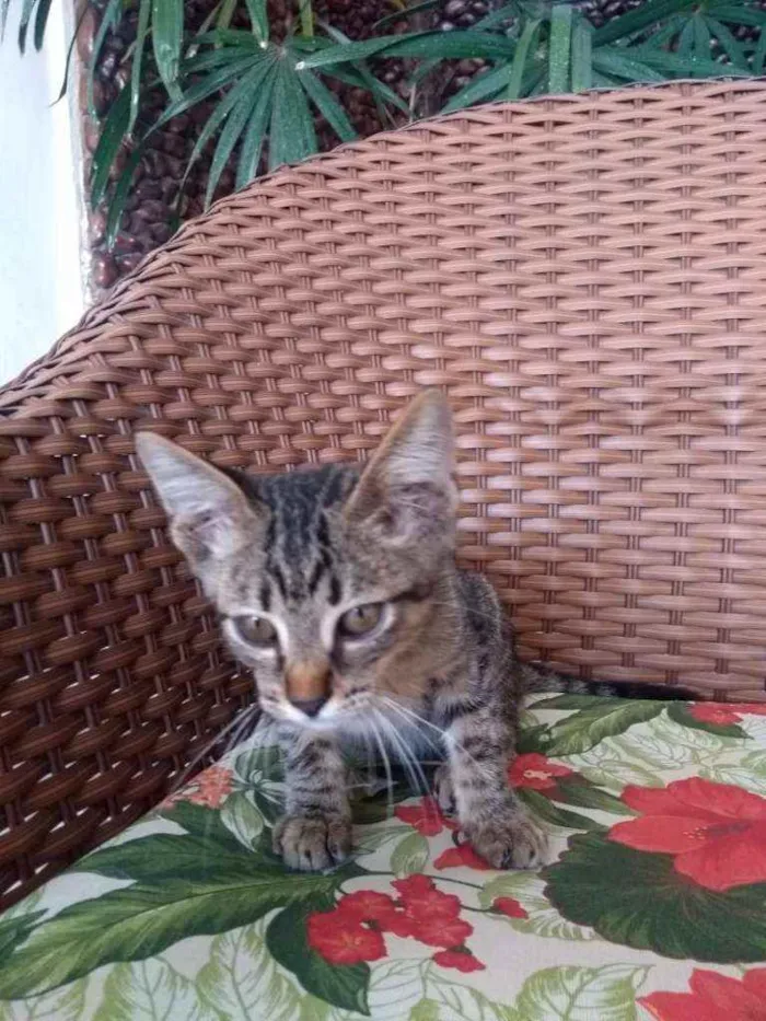 Gato ra a Tigre idade 2 a 6 meses nome Pistis