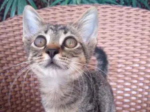 Gato raça Tigre idade 2 a 6 meses nome Pistis