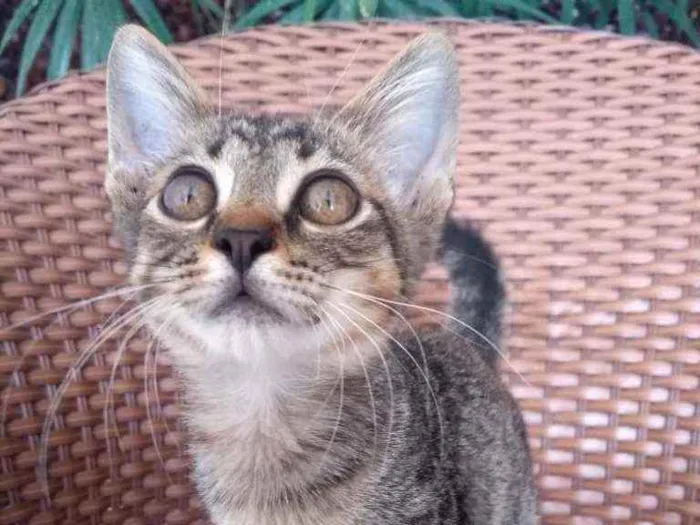 Gato ra a Tigre idade 2 a 6 meses nome Pistis
