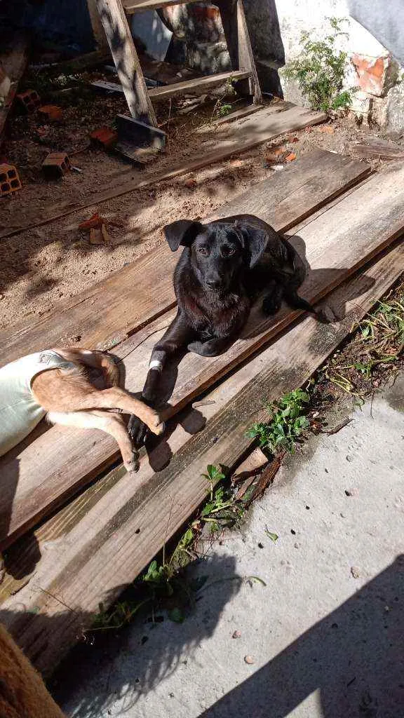 Cachorro ra a Indefinido idade 7 a 11 meses nome Pretinho