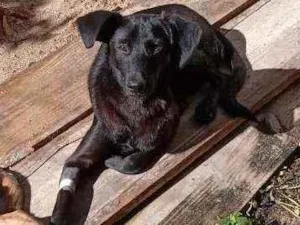 Cachorro raça Indefinido idade 7 a 11 meses nome Pretinho