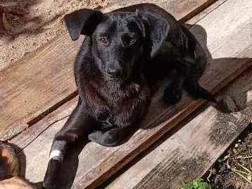 Cachorro ra a Indefinido idade 7 a 11 meses nome Pretinho