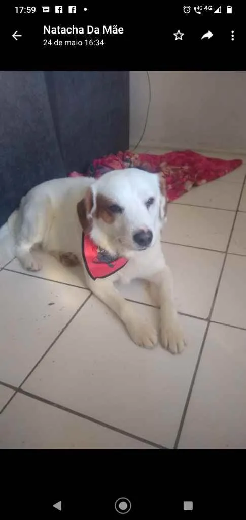 Cachorro ra a Indefinido idade 1 ano nome Bbilly