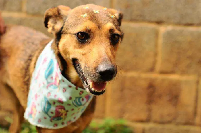 Cachorro raça Srd idade 3 anos nome Lili