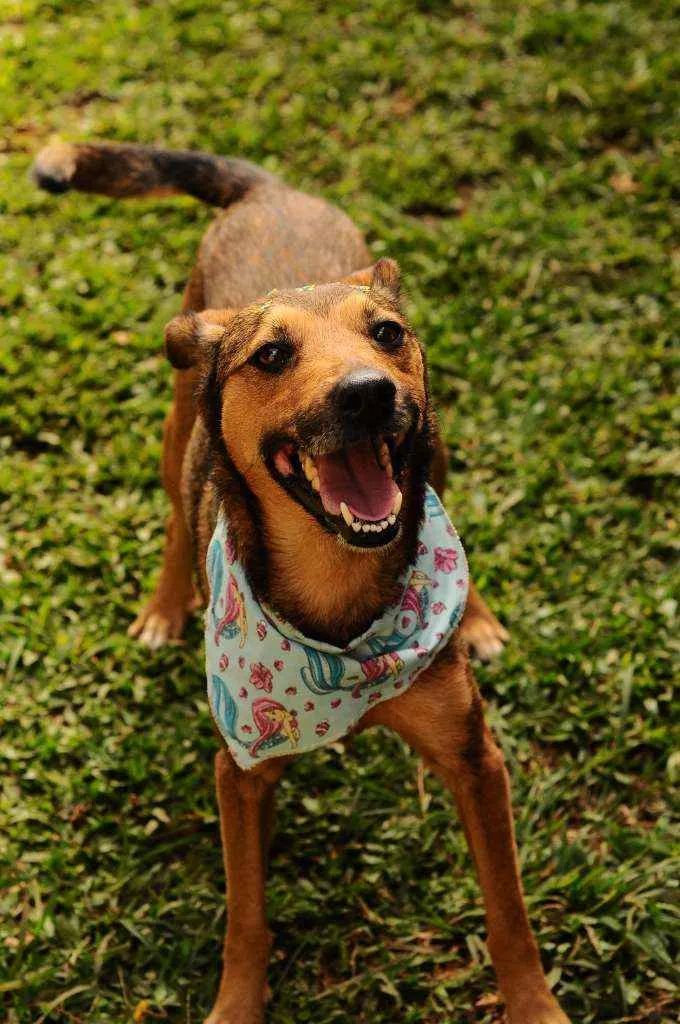 Cachorro raça Srd idade 3 anos nome Lili