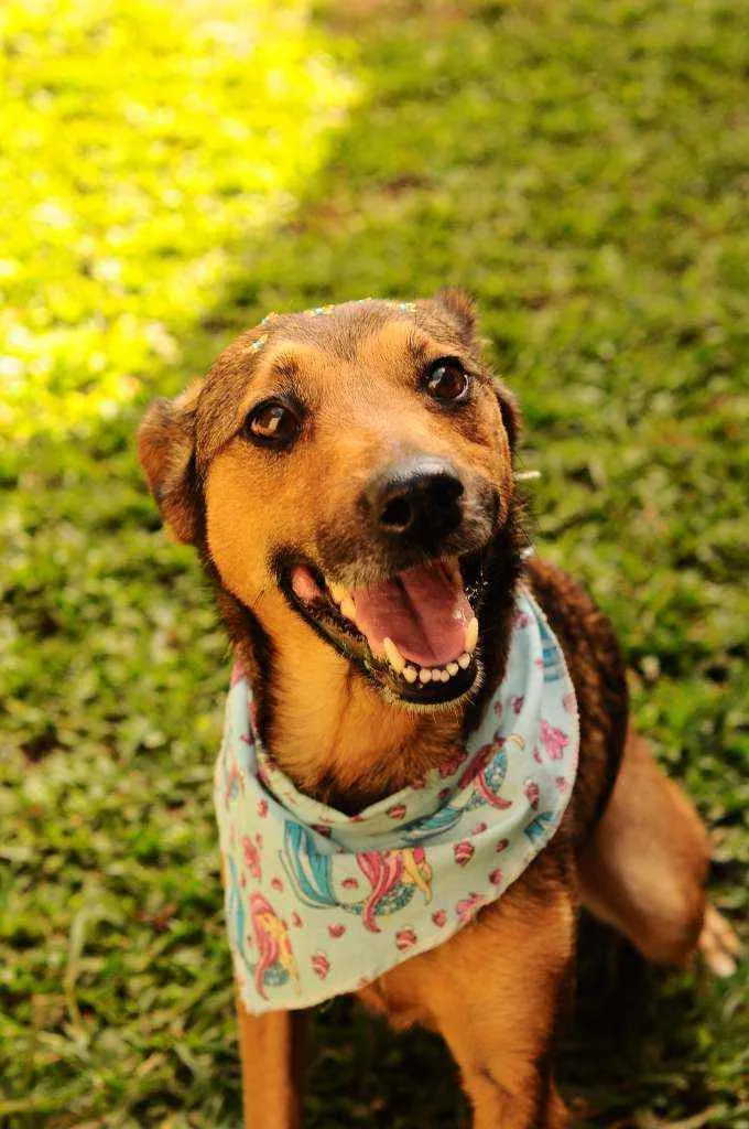 Cachorro raça Srd idade 3 anos nome Lili