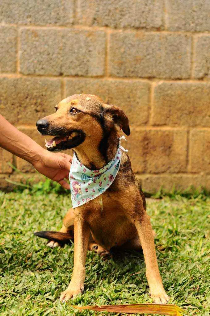 Cachorro raça Srd idade 3 anos nome Lili