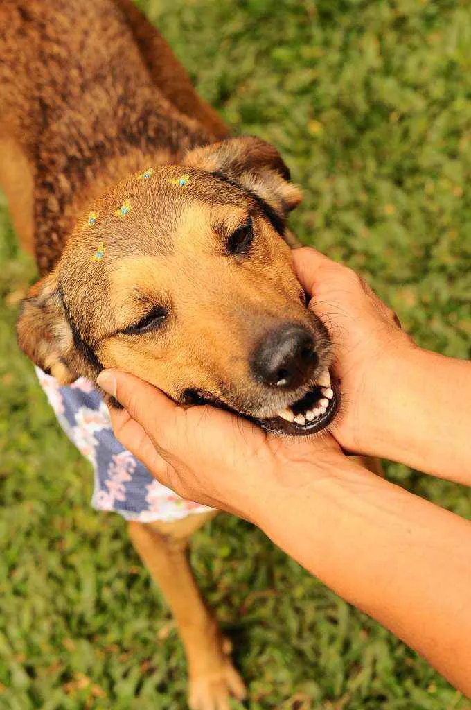 Cachorro raça Srd idade 3 anos nome Lili