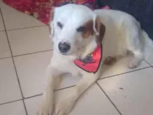 Cachorro raça Indefinido idade 1 ano nome Bbilly
