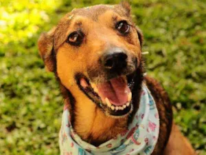 Cachorro raça Srd idade 3 anos nome Lili