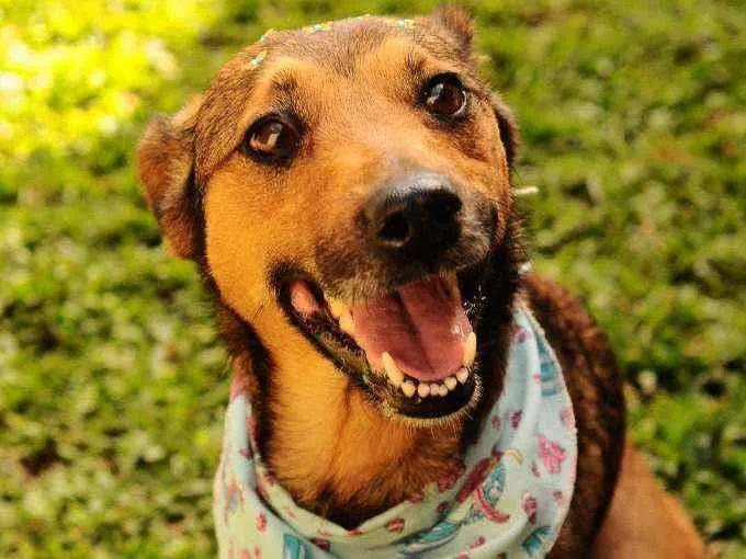 Cachorro raça Srd idade 3 anos nome Lili