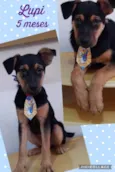 Cachorro raça Srd idade 2 a 6 meses nome Lupi