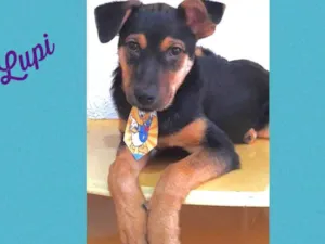 Cachorro raça Srd idade 2 a 6 meses nome Lupi