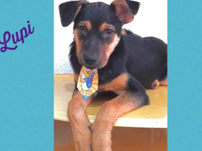 Cachorro raça Srd idade 2 a 6 meses nome Lupi