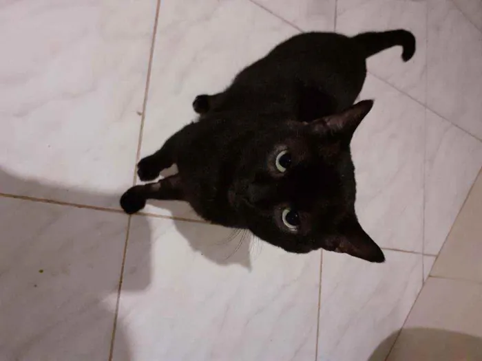 Gato ra a Cianes  idade 6 ou mais anos nome Rambo