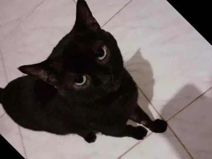 Gato ra a Cianes  idade 6 ou mais anos nome Rambo