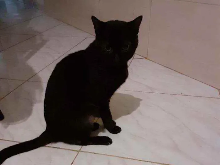 Gato ra a Cianes  idade 6 ou mais anos nome Rambo