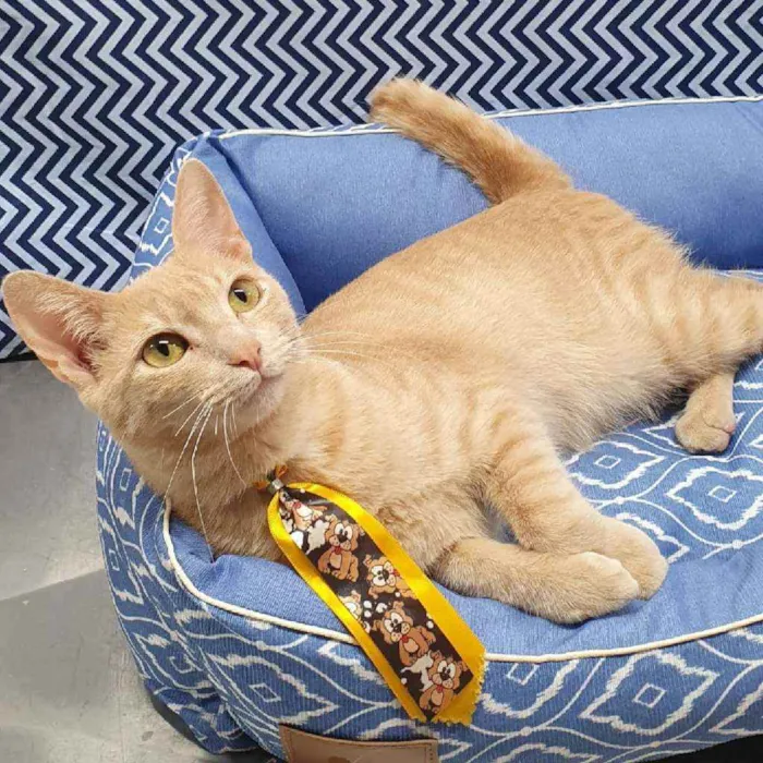 Gato ra a SRD idade 2 a 6 meses nome GARFIELD 