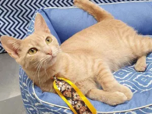 Gato raça SRD idade 2 a 6 meses nome GARFIELD 