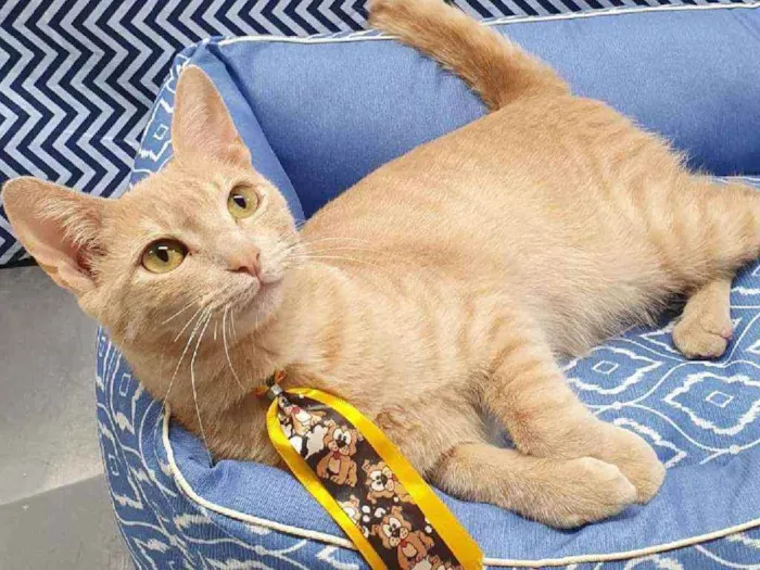 Gato ra a SRD idade 2 a 6 meses nome GARFIELD 