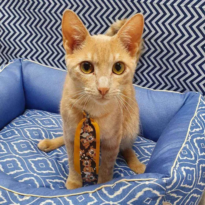 Gato ra a SRD idade 2 a 6 meses nome GARFIELD 