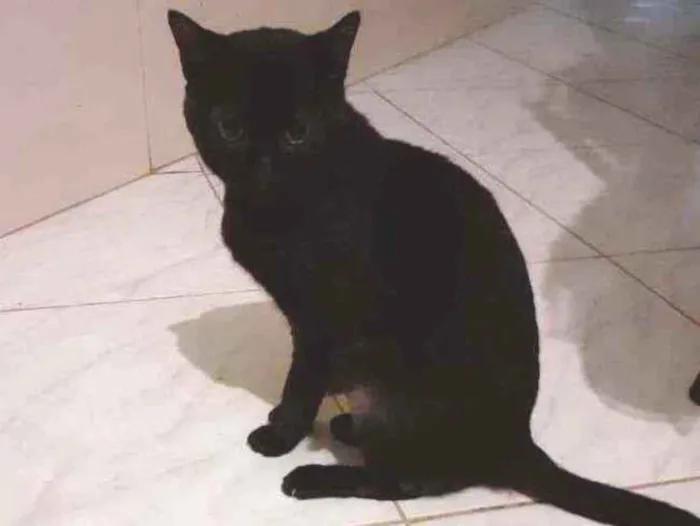 Gato ra a Cianes  idade 6 ou mais anos nome Rambo