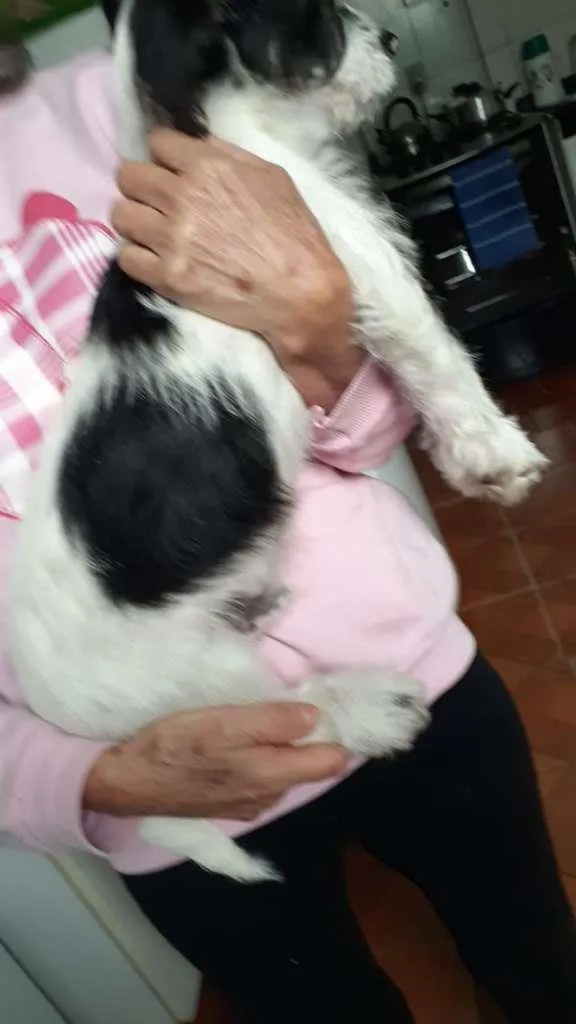 Cachorro ra a SRD-ViraLata idade 2 a 6 meses nome Bilú