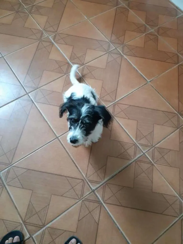 Cachorro ra a SRD-ViraLata idade 2 a 6 meses nome Bilú