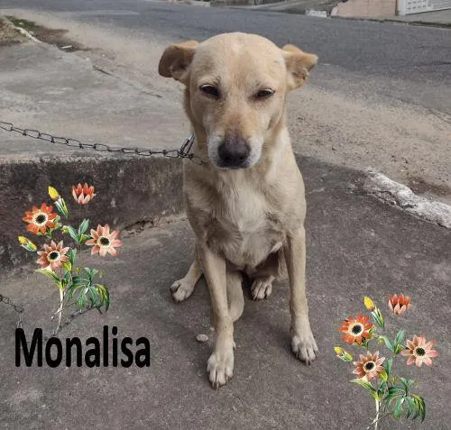 Cachorro ra a SRD-ViraLata idade 3 anos nome Monalisa