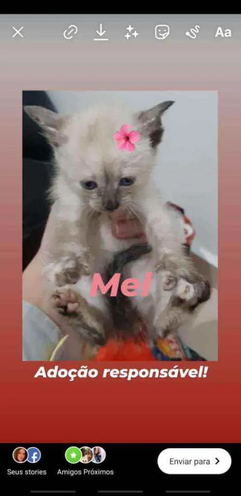 Gato raça Srd idade Abaixo de 2 meses nome Mel