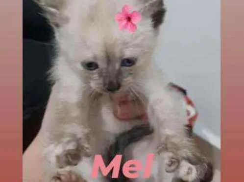 Gato raça Srd idade Abaixo de 2 meses nome Mel
