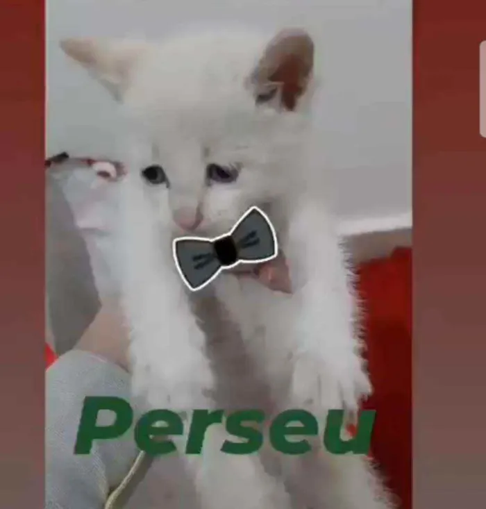 Gato raça Srd idade Abaixo de 2 meses nome Perseu