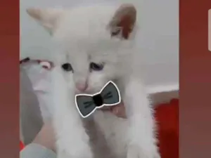 Gato raça Srd idade Abaixo de 2 meses nome Perseu