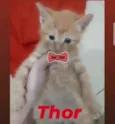 Thor 