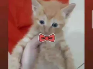 Gato raça Srd idade Abaixo de 2 meses nome Thor 