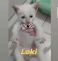 Loki