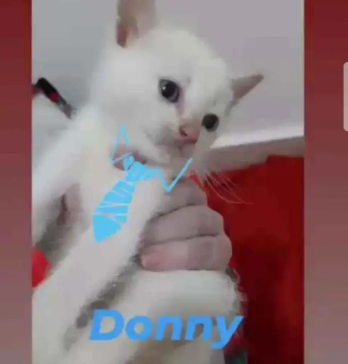 Gato raça Srd idade Abaixo de 2 meses nome Donny