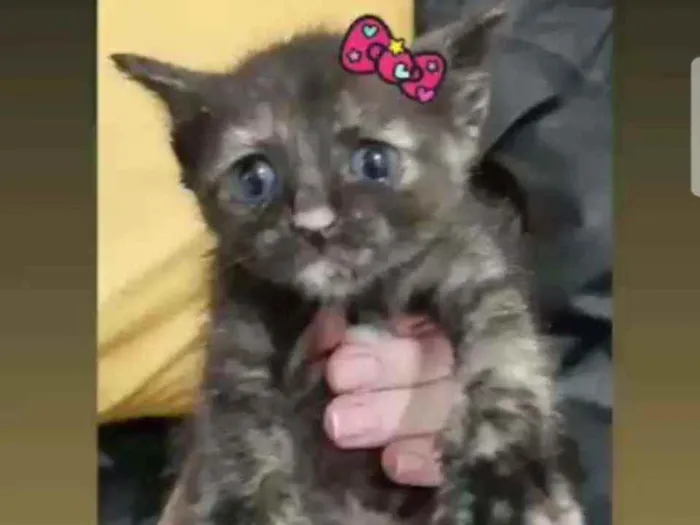 Gato raça Srd idade Abaixo de 2 meses nome Maia