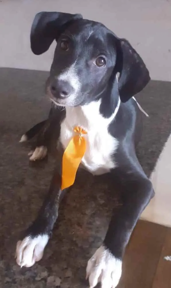 Cachorro ra a Mestiço  idade 2 a 6 meses nome Orion 