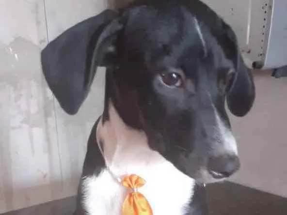 Cachorro ra a Mestiço  idade 2 a 6 meses nome Orion 