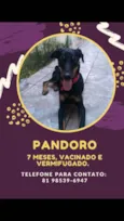 Pandoro