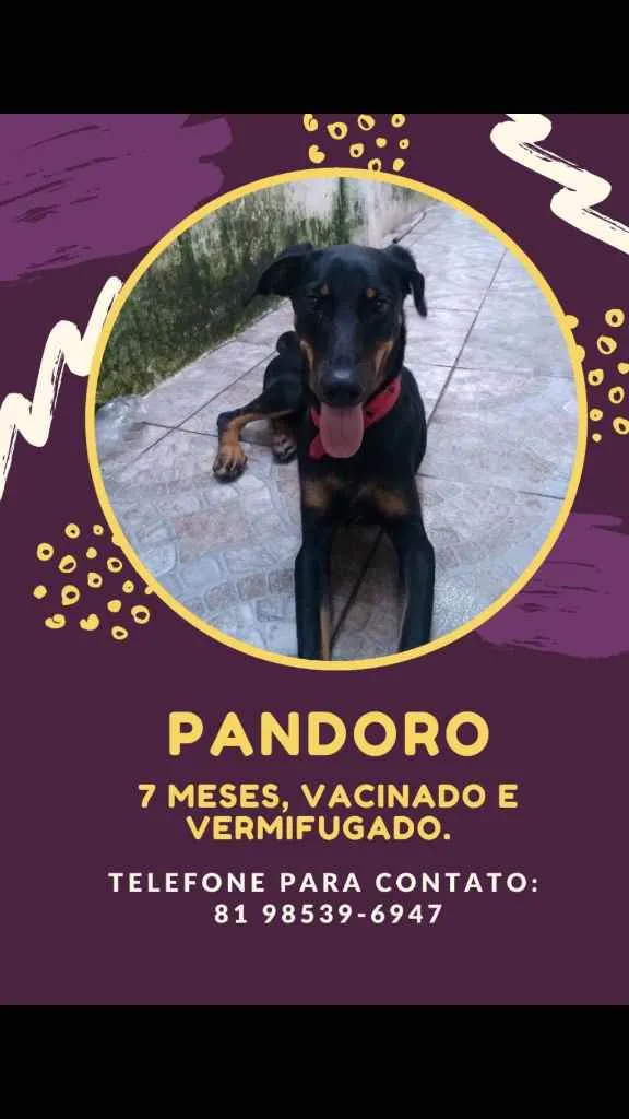 Cachorro ra a  idade 2 a 6 meses nome Pandoro