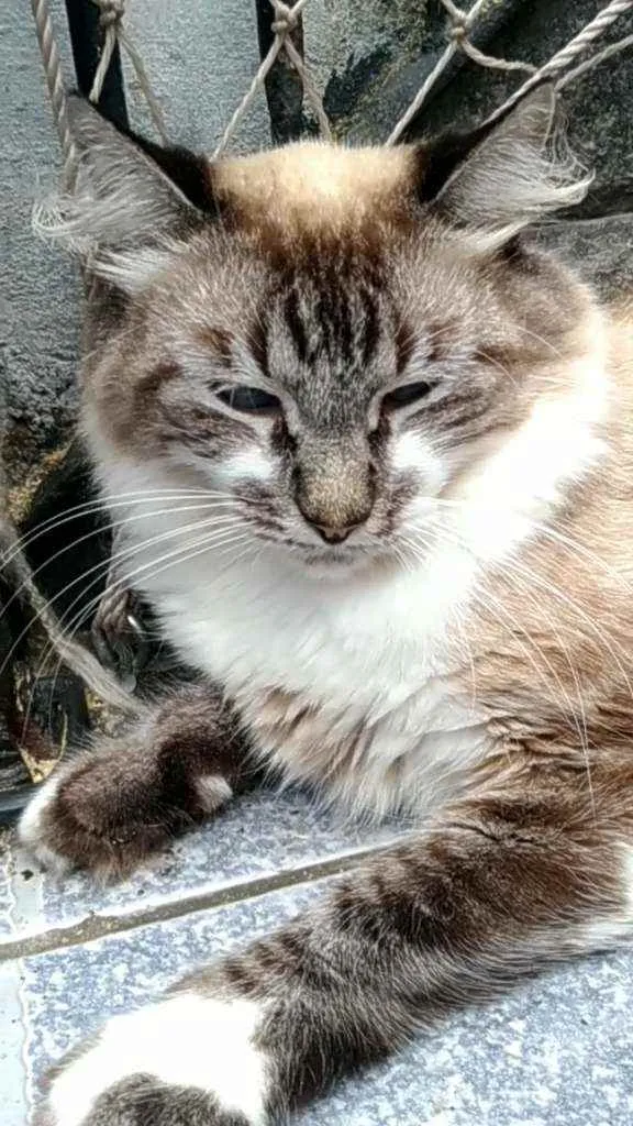 Gato ra a Srd idade 2 anos nome Mister m