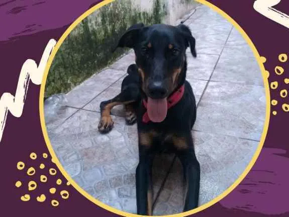 Cachorro ra a  idade 2 a 6 meses nome Pandoro