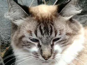 Gato raça Srd idade 2 anos nome Mister m