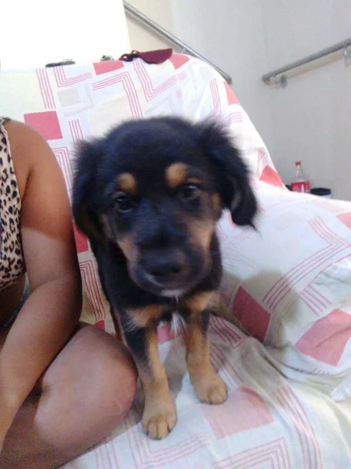 Cachorro ra a SRD-ViraLata idade 2 a 6 meses nome Filhote de 4 meses